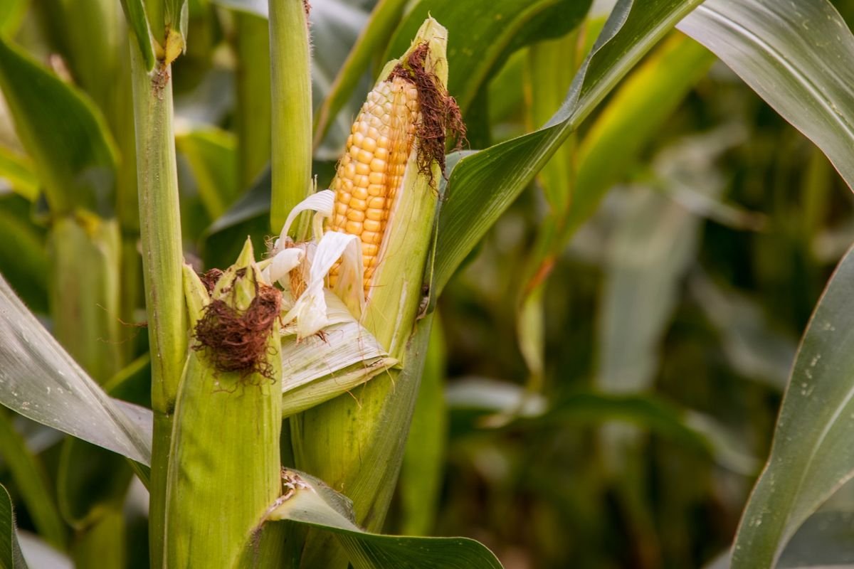 Jagung