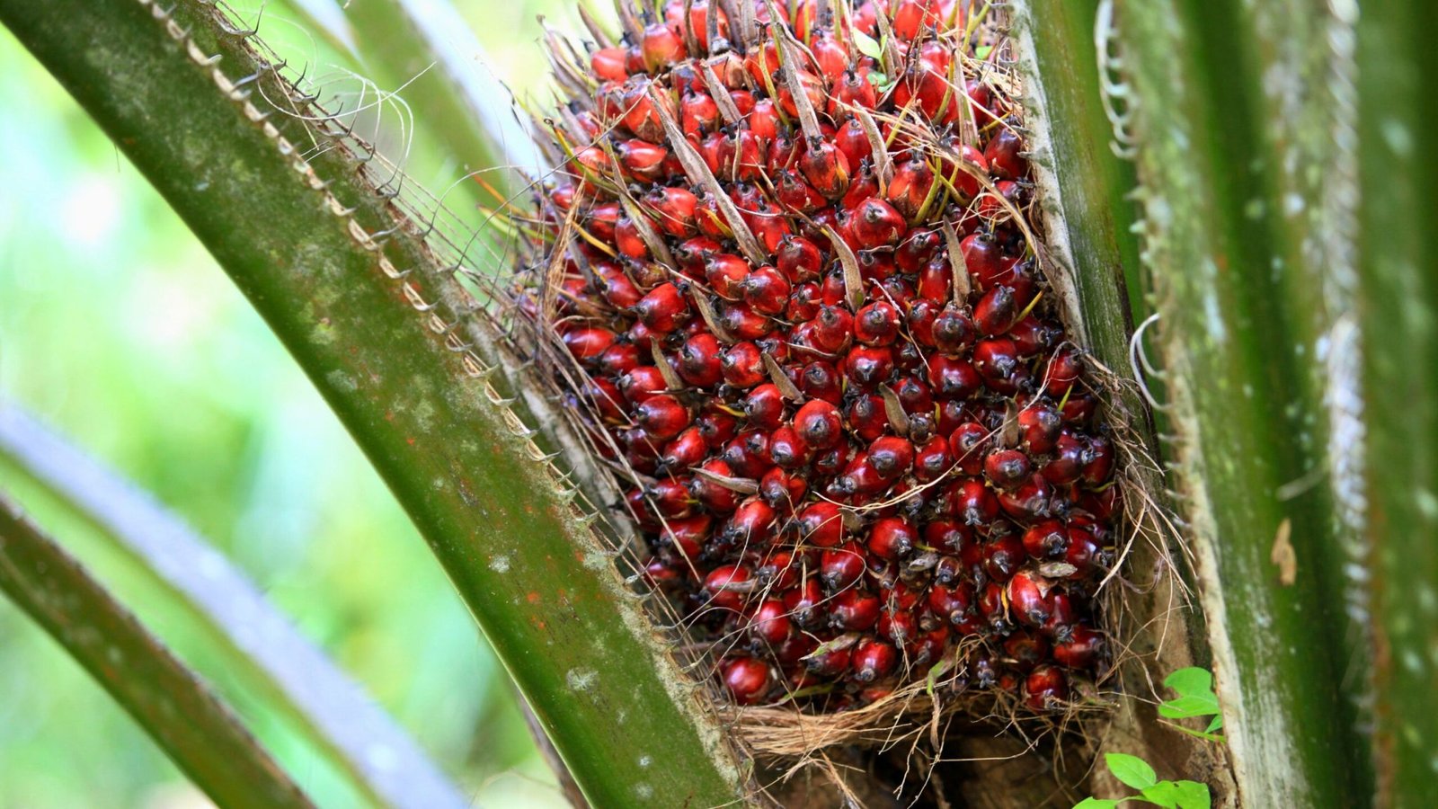 Kelapa Sawit