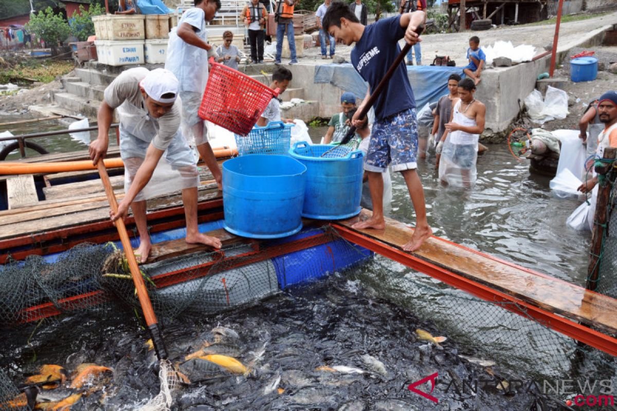 Panen Ikan Nila
