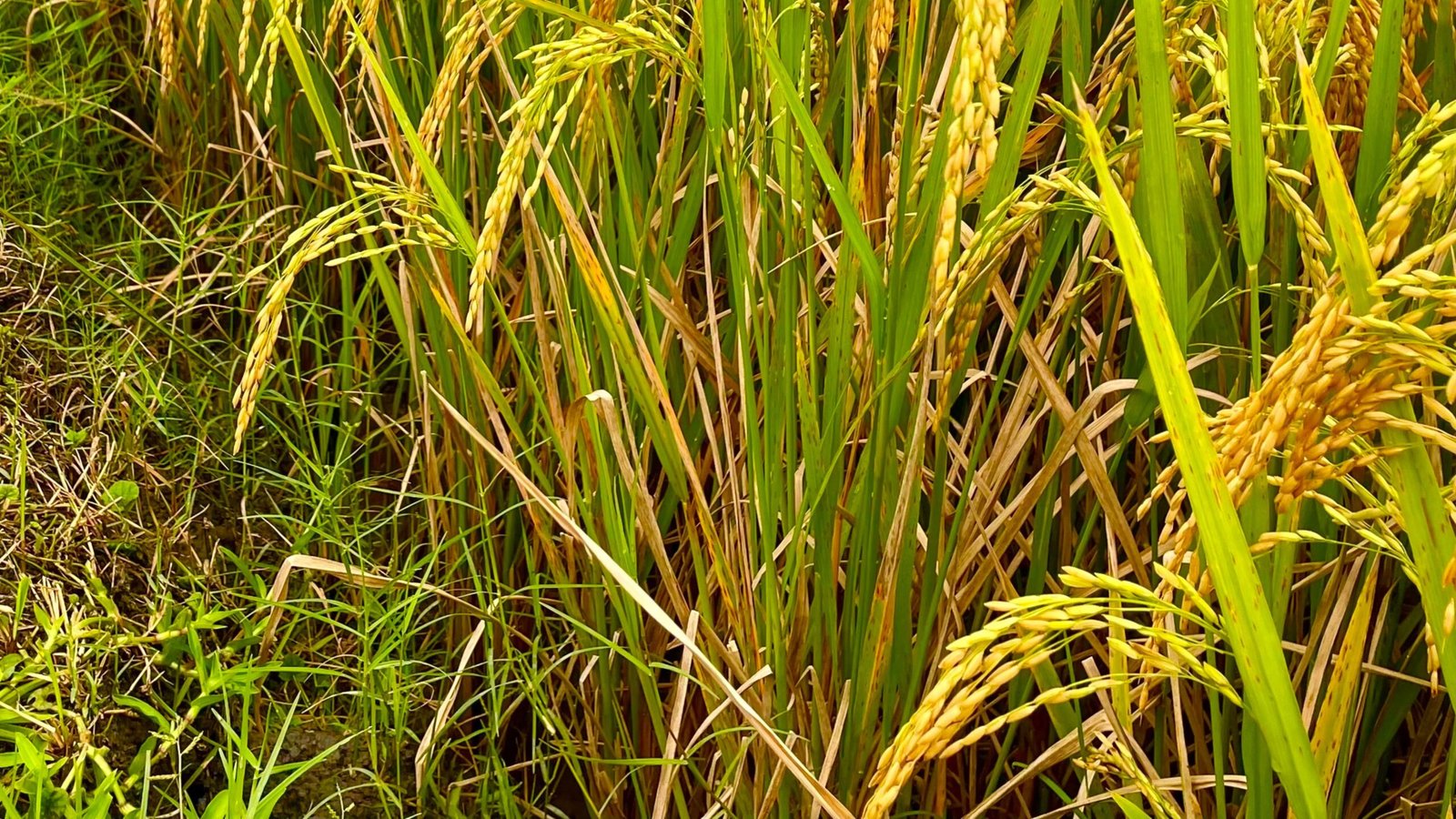 Padi Sawah