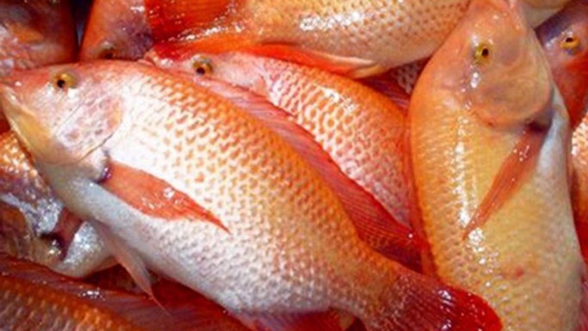 Nila Merah