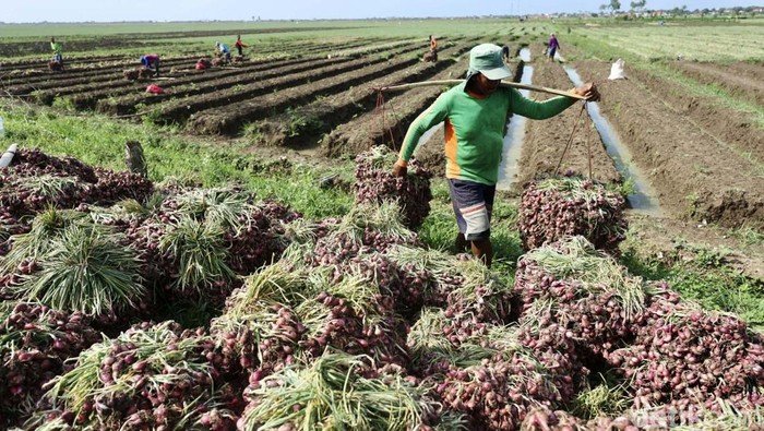 Panen Bawang Merah