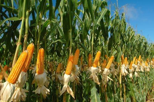Ladang Jagung