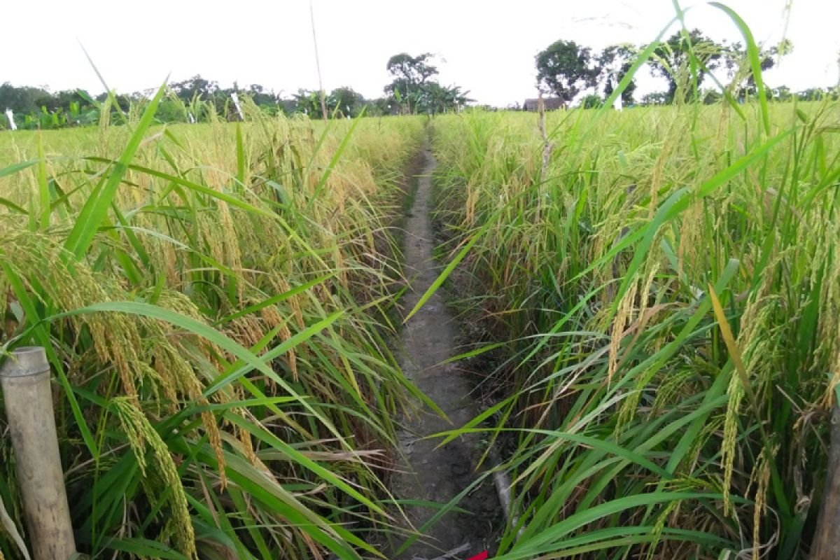 Ladang Padi